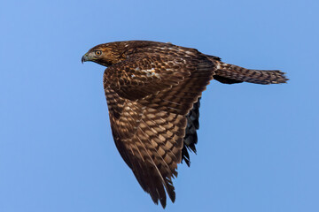 Sticker - Close view of a red-tailed hawk flying, seen in the wild in  North California