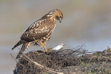 Poster - Close view of a red-tailed hawk in his nest, seen in the wild in  North California