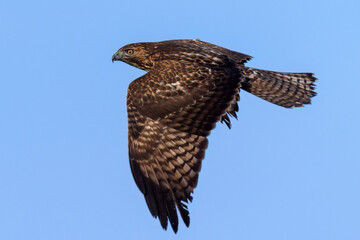 Canvas Print - Close view of a red-tailed hawk flying, seen in the wild in  North California