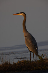 Poster - Close view of a great blue heron in beautiful light , seen in the wild in North California