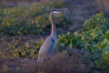 Sticker - Close view of a great blue heron in beautiful light , seen in the wild in North California