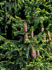 Wall Mural - cones on the branches of a blue spruce