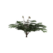 3d Illustration Of Fern Tree Isolated On White Background