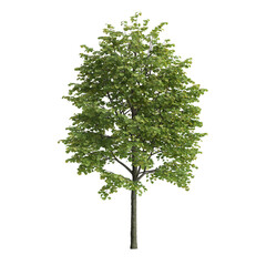 Wall Mural - 3d illustration of tilia europaea tree isolated on white background