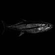 Albacore Tuna hand drawing vector isolated on black background.