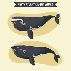 Wall Mural - Right whale cartoon character in different poses