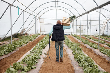 Poster - Man, walking or harvesting vegetables in crate, greenhouse land or agriculture field for export logistics sales. Shovel, farmer or farming worker with box for food crops collection or customer retail