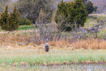 Poster - Crane in a wetland at spring