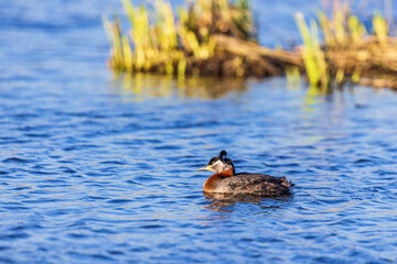 Canvas Print - Red-necked grebe swimming in a lake