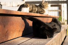 The Black Cat Is Lying On The Steps. Blurred Background Of The Second Cat. Sleeping In The Sun Is Sweet. The Concept Of Rest, Relaxation Animal Life. A Beautiful Funny Moment Of Watching Animals. Lazy
