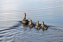Cute Ducklings (duck Babies) Following Mother In A Queue, Symbolic Figurative Harmonic Peaceful Animal Family Portrait, At Bombay Hook National Wildlife Refuge, Delaware, USA