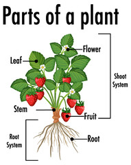 Wall Mural - Diagram showing parts of a plant