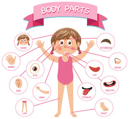 Wall Mural - body parts with vocabulary
