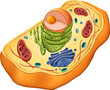 Structure of animal cell on white background. illustration, cellular biology, model, science, biology, education, animal cell, nucleus and etc.
