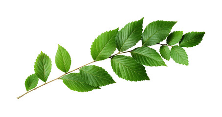 Wall Mural - fresh waved twig with green leaves isolated on white or transparent background