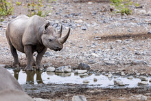 Rhino In Waterhole At Etosha National Park, Namibia, Africa