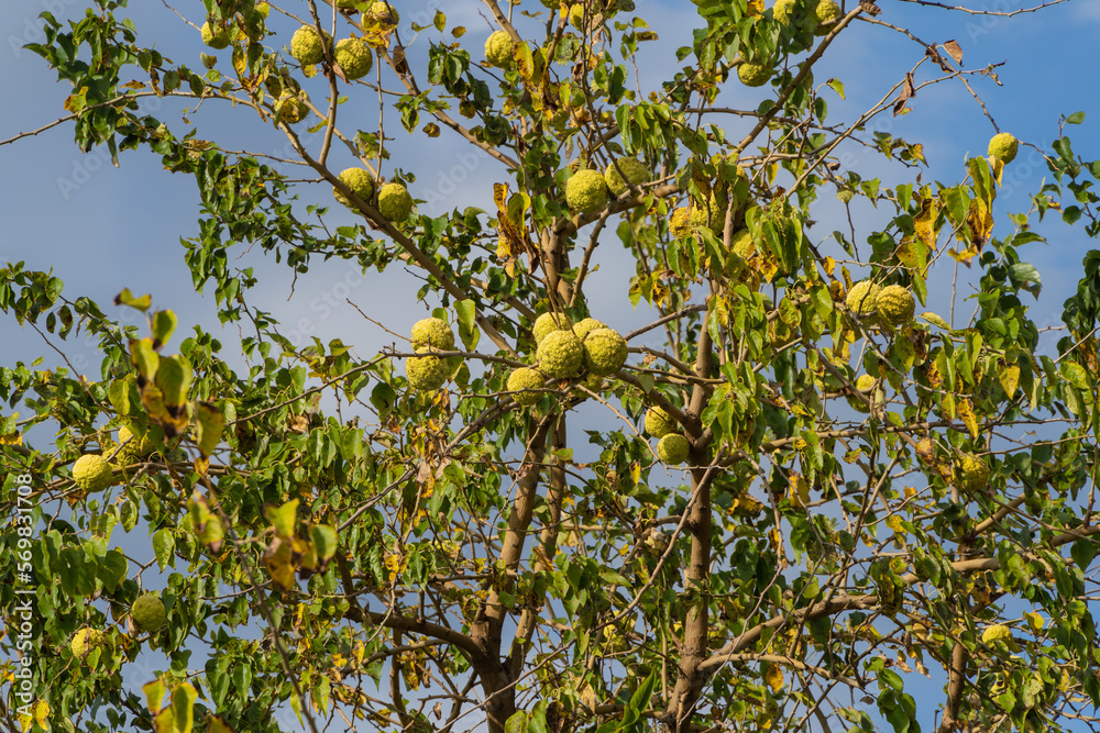 Hro Tree Gelendzhik. Large round fruits on the branches of
