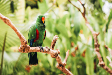 Green bright exotic parrot in the tropical bird park.