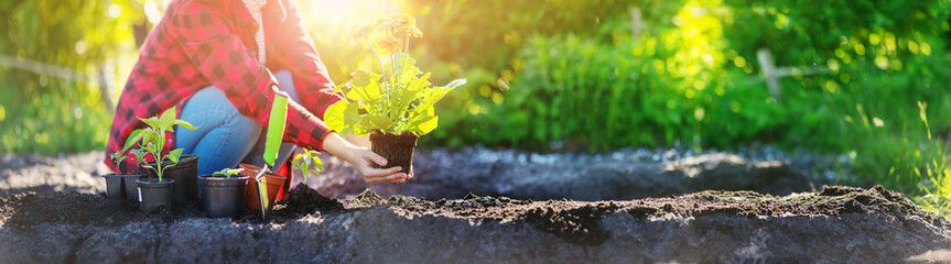 Wall Mural - Gardner holding in her hands sprout of flower.