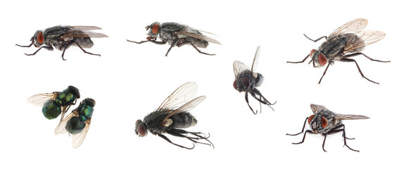 Sticker - Collage with different common flies on white background