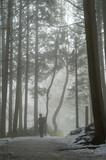 Fototapeta Las - 朝靄の林道