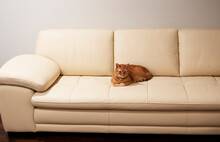 Ginger Cat Resting On The Couch