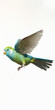 Composition of Pacific Parrotlet, Forpus coelestis, flying against white background. Generative AI