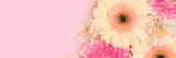 Banner with closeup of gerbera and alstroemeria flowers on a pink background. Floral composition with place for your design.