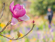 Closeup of pink magnolia flower with blurry multicolored colouful bokeh background in the garden or park