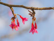 Closeup of pink cherry blossom and brown branch with blurry sky background