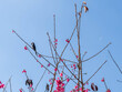 Black bird on pink cherry blossom tree with blurry clear blue sky