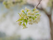 Closeup of white cherry blossom with blurry tree and white background