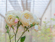 Closeup of light yellow,white and pink rose flower bouquet with blurry garden or park background