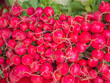 Closeup of vivid red radish group pattern with blurry green vegetable background in the market or farm