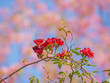 Closeup of vivid red rose flower blossom bunch and pink, blue blurry background space for text. Nature and love concept and ideas.
