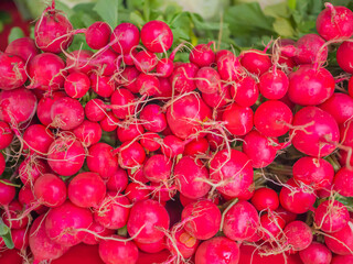 Wall Mural - Closeup of vivid red radish group pattern with blurry green vegetable background in the market or farm