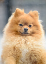 Close-up Portrait Of A Pomeranian Dog