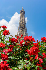 Wall Mural - Blooming roses in spring with Eiffel tower at background, Paris, France