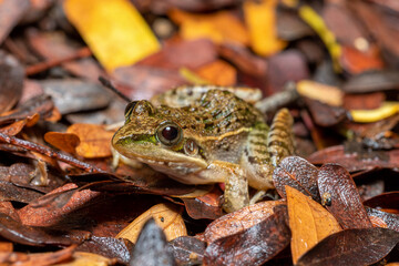 Mascarene grass frog (Ptychadena mascareniensis), or Mascarene ridged frog, endemic species of frog in the family Ptychadenidae. Ambalavao, Andringitra National Park, Madagascar wildlife animal