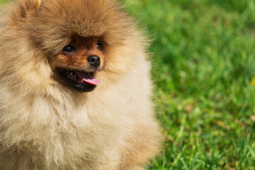 Poster - a dog of Pomeranian spitz breed sits on grass