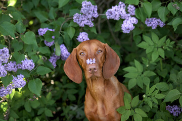 Wall Mural - dog in lilac bushes. Happy Hungarian Vizsla in nature, Pet portrait in bloom flowers 