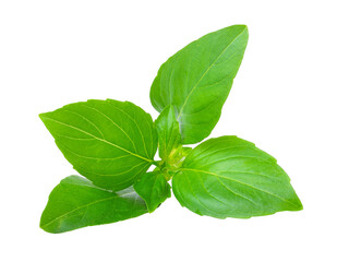 Wall Mural - Sweet Basil on transparent png