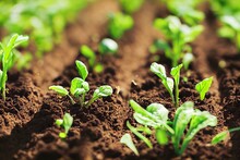 Farming Seeds Soil Ground. Row Seed Sowing. Seeding Plant Soil Furrows Garden Soil Earth Garden Dirt. Closeup. Organic Agriculture. Planting Crops. Planting Seedlings Growing. Generative AI