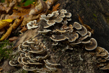 Trametes Versicolor, Also Known As Coriolus Versicolor And Polyporus Versicolor Mushroom