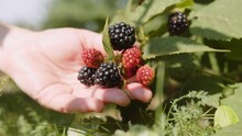 Female Hand Of Farmer Touching Blackberries On Bush In Garden Close-up.
