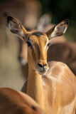Fototapeta Sawanna - Close-up of female common impala facing lens