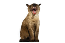 Siamese Cat Sitting And Yawning, Isolated Picture.
