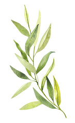 watercolor hand painted botanical spring leaves and branches illustration clipart isolated on white 