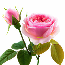 Two Beautiful Pink Rose Flowers In Full Bloom And Buds 