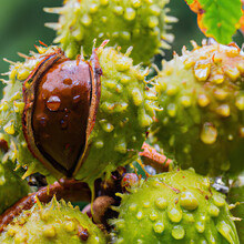 Conker And Horse Chestnut Leafe's Closeup